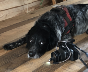 Präsenzunterricht ausbildung Iridologie für Tiere