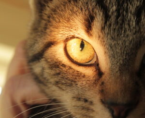 Präsenzunterricht iridologie für Tiere, Thema Verdauung